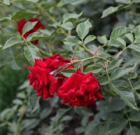 rotelfe-1380
