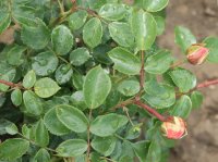 sangerhausen-jubileamsrose-023