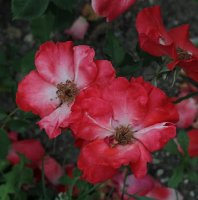 sarabande_0