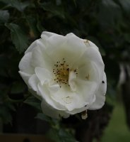 schneeflocke-943