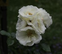 schneeflocke-944