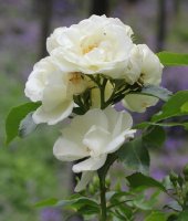 schneeflocke-960