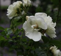 schneeflocke-961
