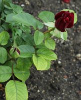 schwarze-madonna-023
