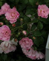 sommermelodie-1499