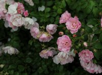 sommermelodie-1500