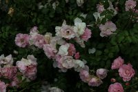 sommermelodie-1501