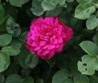 sophys-rose-1484