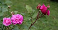 sophys-rose-1485