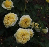 sunlight-romatica-1401