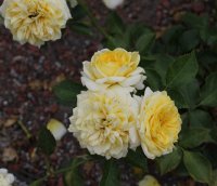 sunlight-romatica-1402