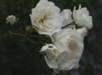 swany-933