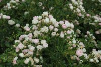 sweet-meidiland-1354