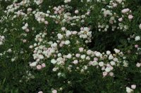 sweet-meidiland-1355