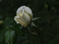 tchaikowsky-140