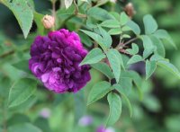 the-bischop-r-centifolia-1790