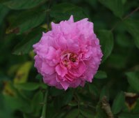 the-mayflower-1476