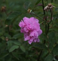 the-mayflower1477