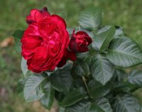 traviata-142
