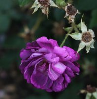 william-lobb1296