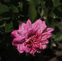 africa-star-275