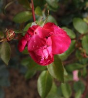 alena-341