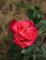 alena-342