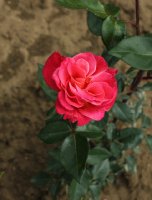 alena-343