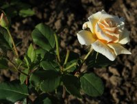 alois-jirasek-853
