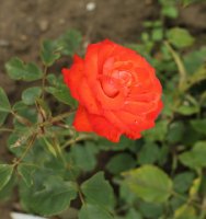 anne-cocker-386