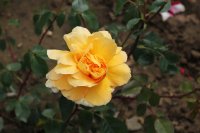 belle-blonde-918