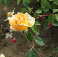 belle-blonde-919
