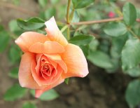 bettina-905