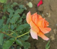 bettina-906