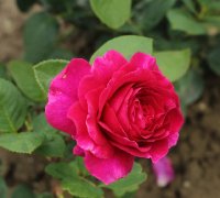 big-purple-639