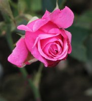 blumenschdts-sonntagskind-627