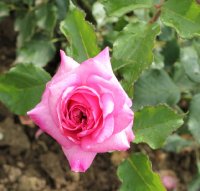 bohme-rose-559
