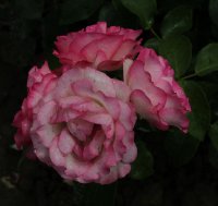 bordure-rose-096