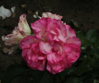 bordure-rose-097