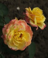 canary-323