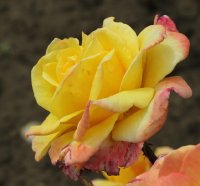 canary-324