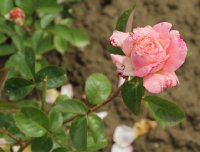 cantilena-morawica-301