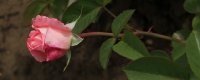 cantilena-morawica-302