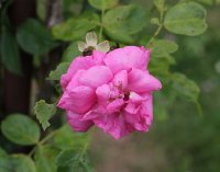 chaplins-pink-climber-563