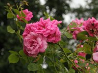 chaplins-pink-climber-564