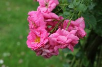 chaplins-pink-rambler-581