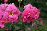 chaplins-pink-rambler-582