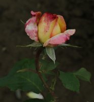charivari-376