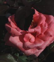 coral-bells-333