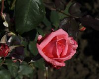 coral-bells-334